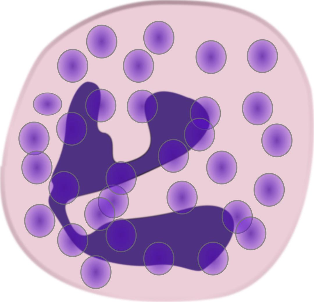 neutrophil png transparent