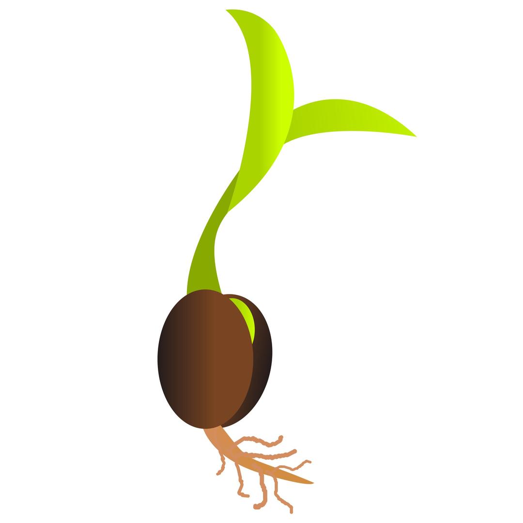 New Life- A germinating seed. png transparent