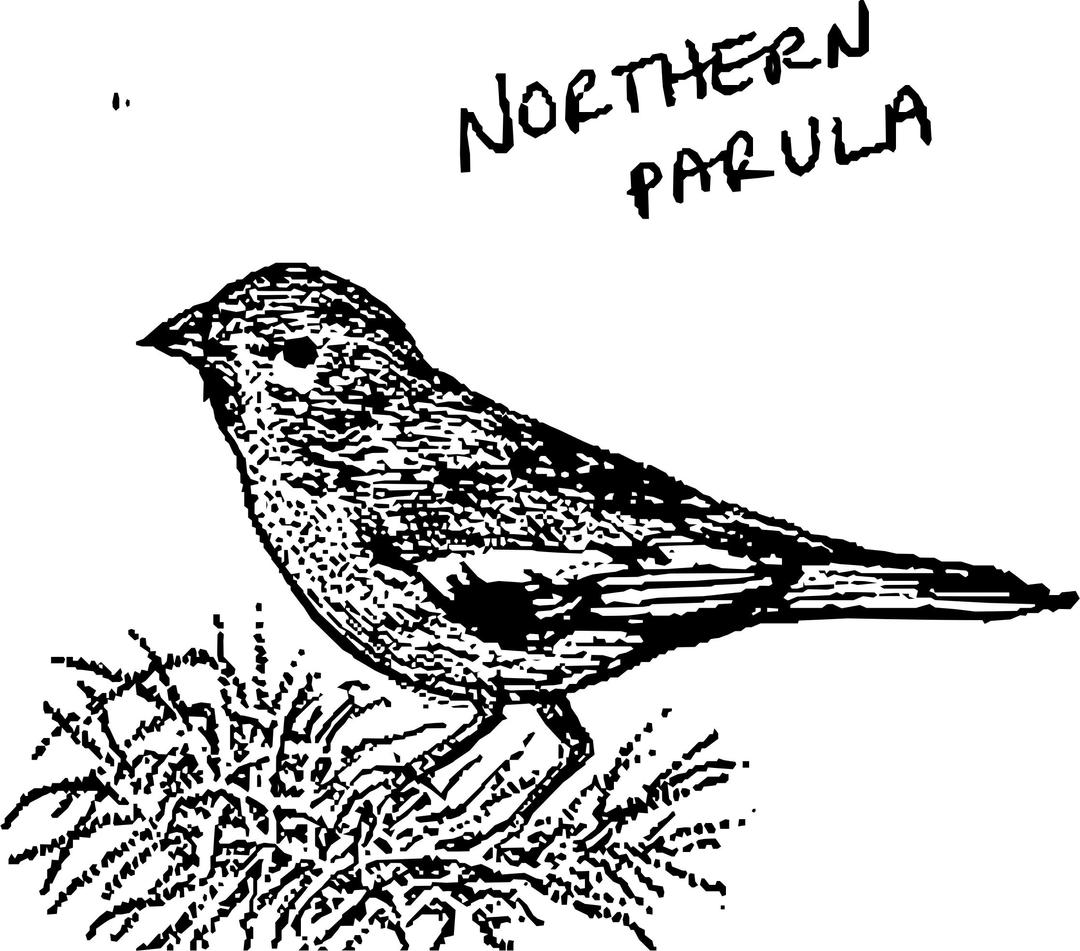 Northern Parula png transparent