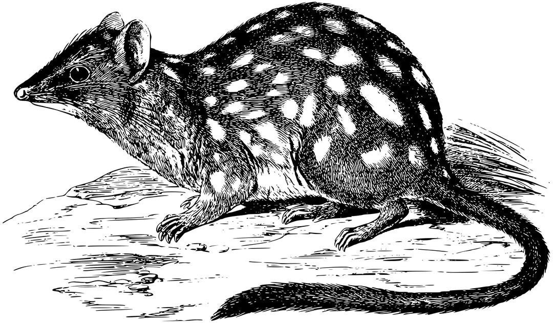 Northern Quoll png transparent