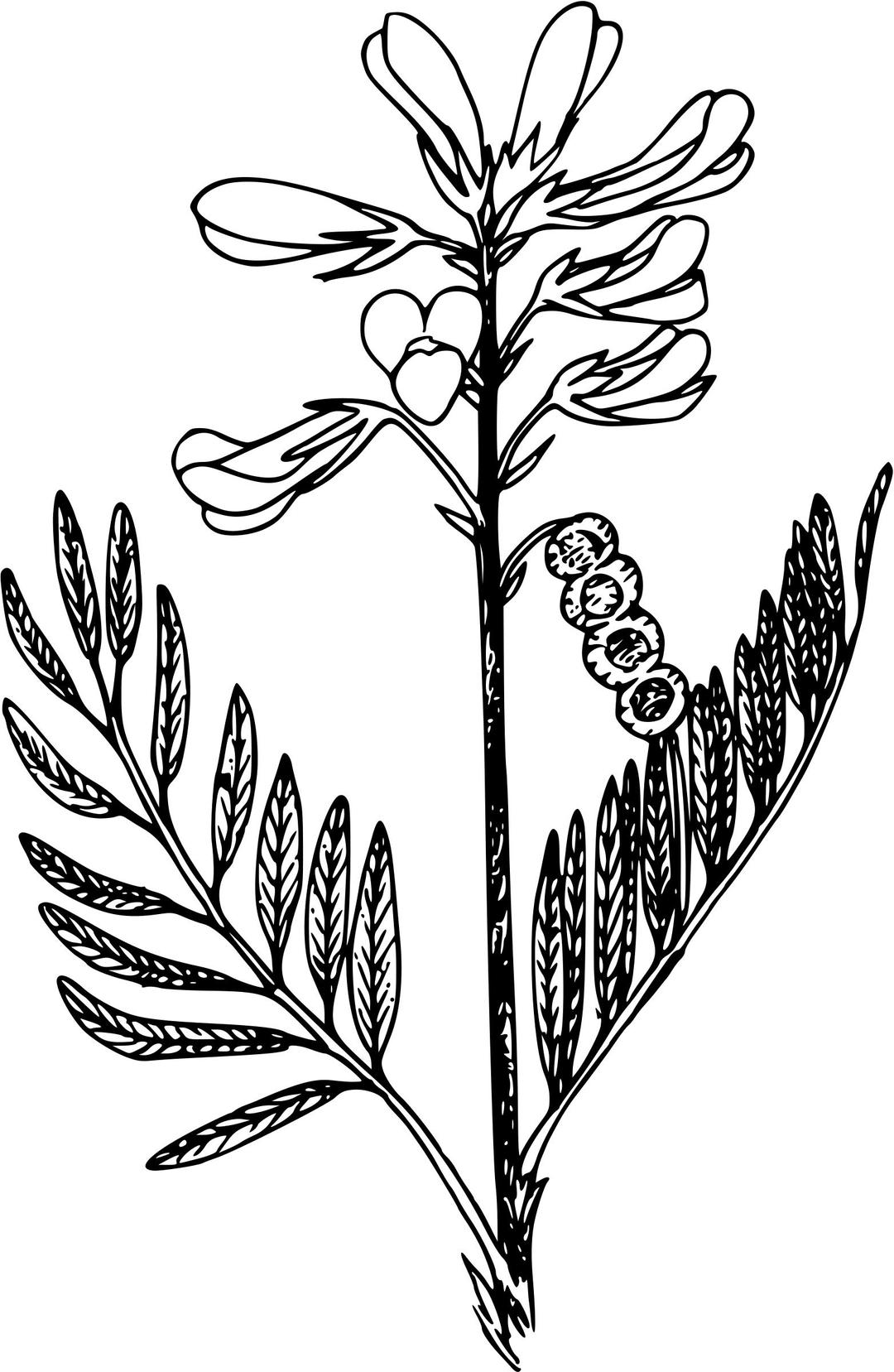 Northern sweet vetch png transparent