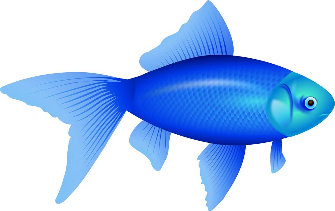 not gold fish, ne auksinÄ— A¾uvelÄ— png transparent