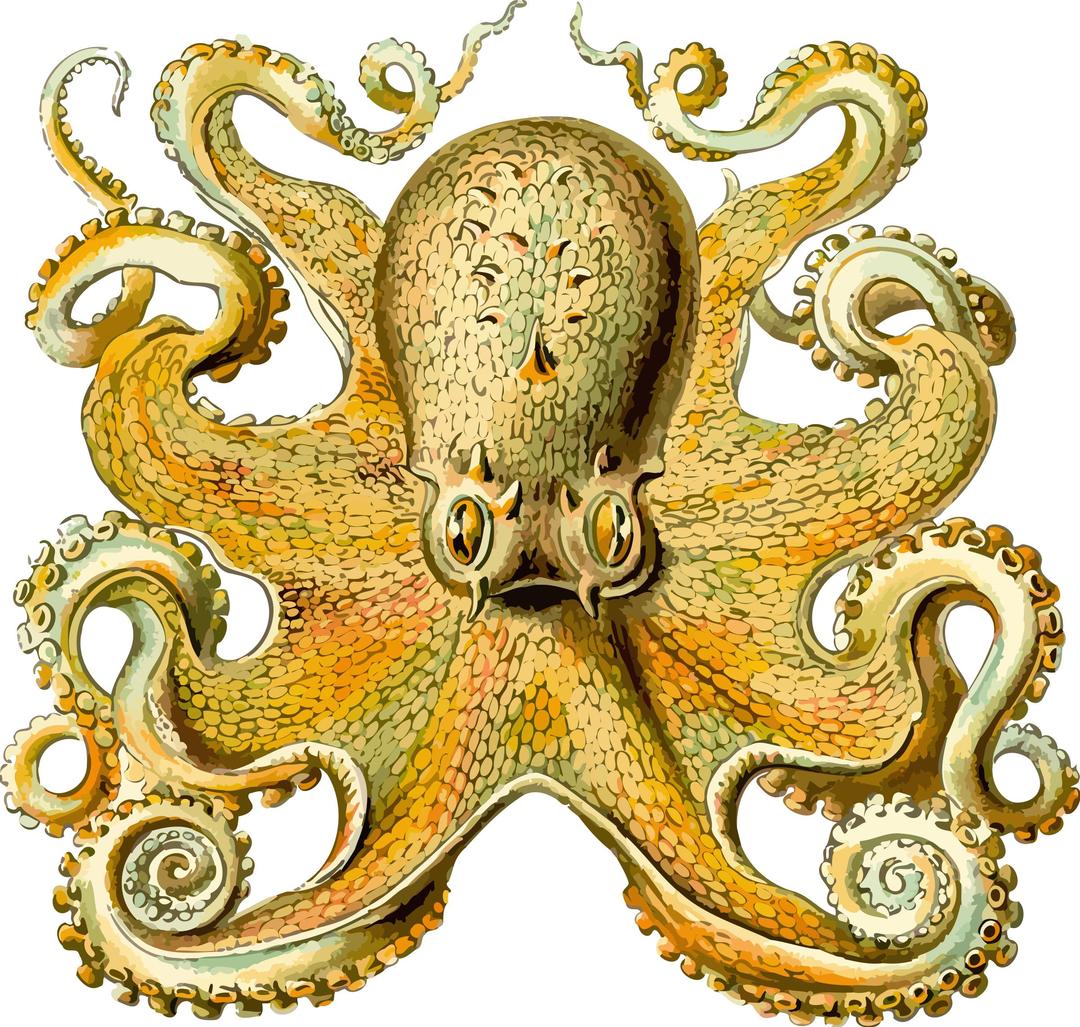 Octopus 2 png transparent