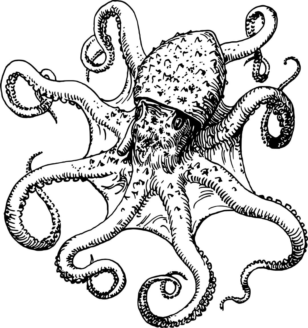 Octopus 4 png transparent