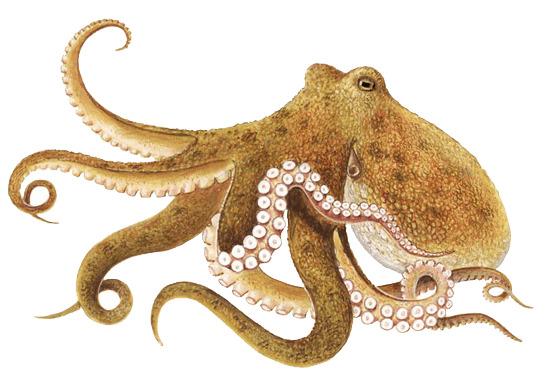 Octopus Brown png transparent