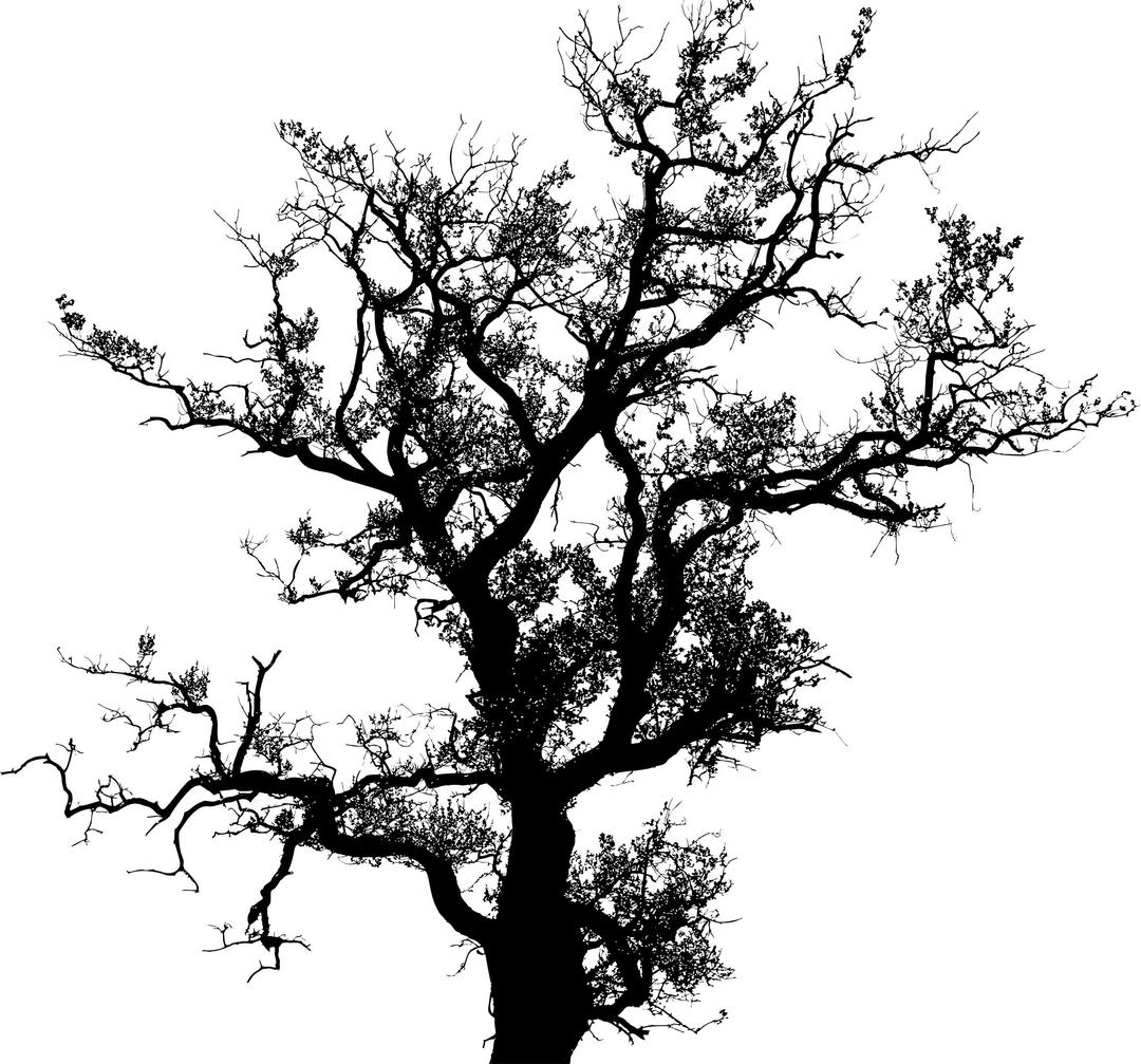 Old Tree Silhouette png transparent
