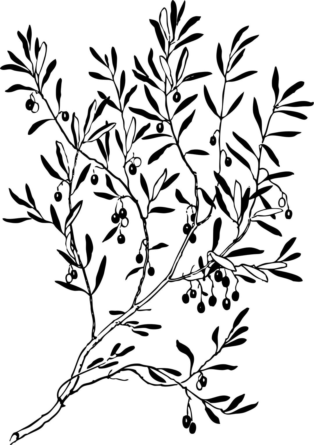olive branch png transparent