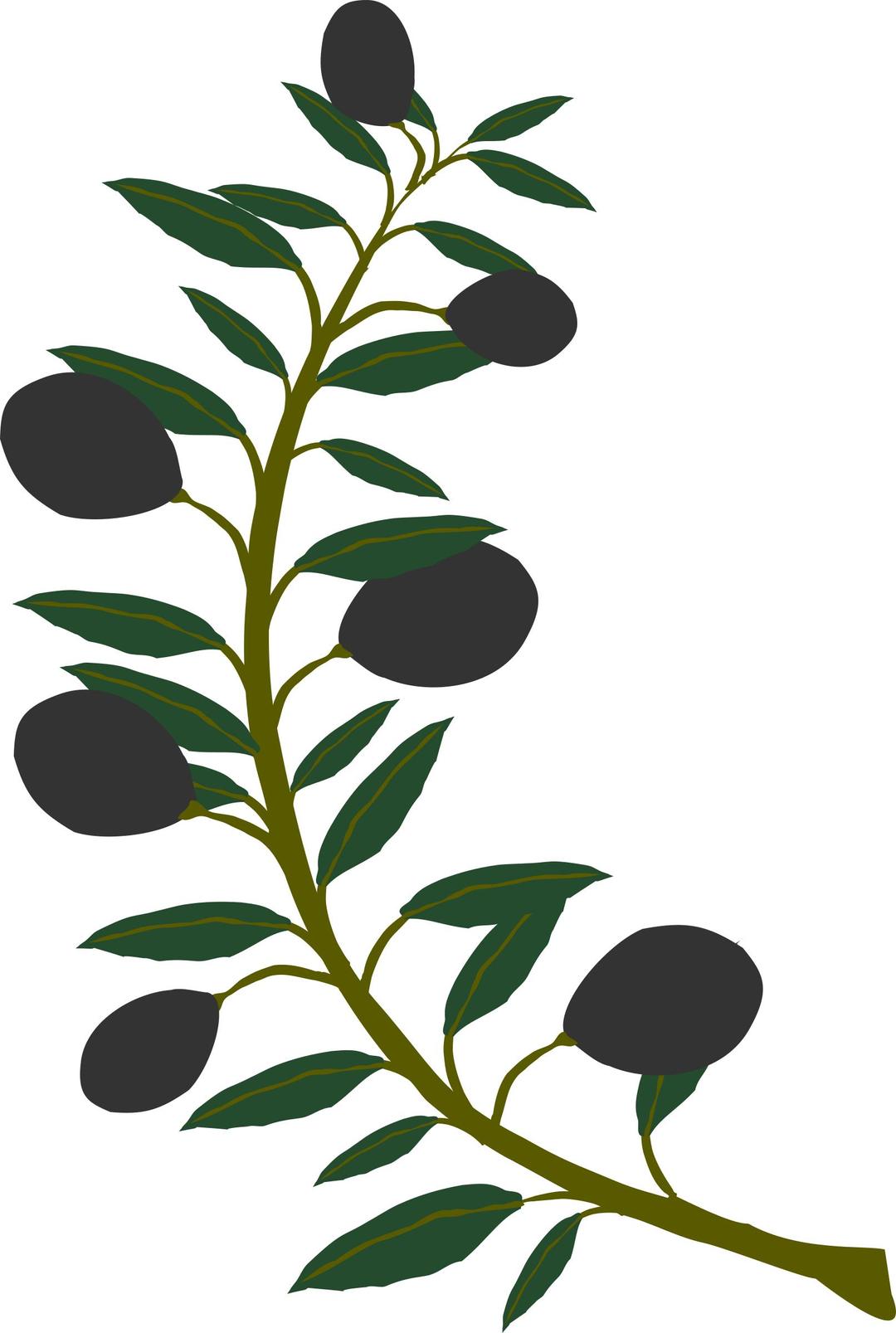 Olive branch black olive png transparent