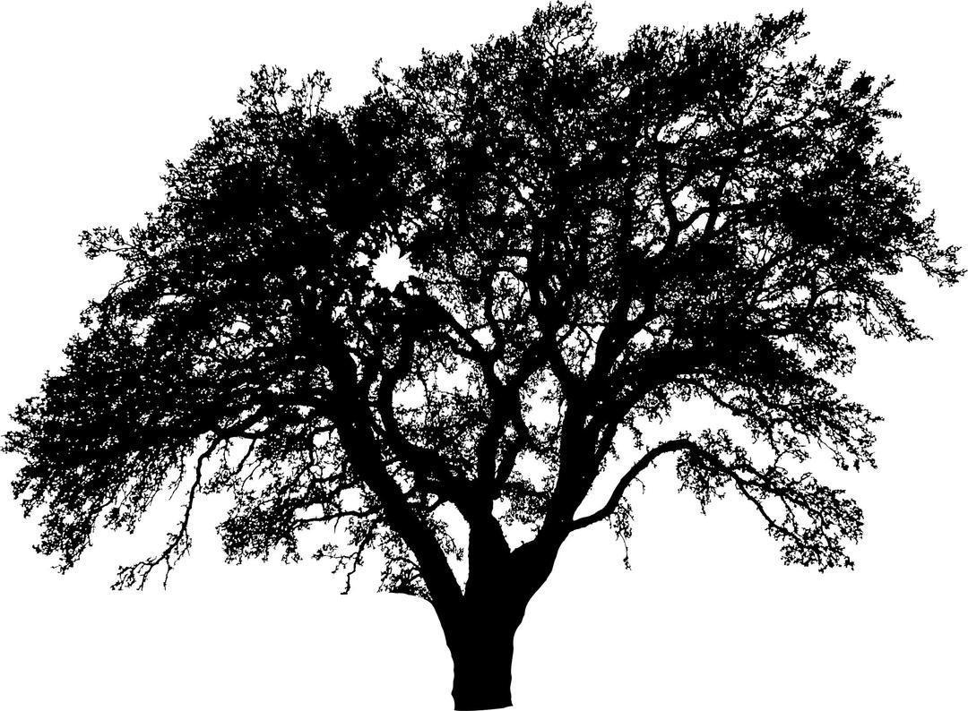 One More Tree Silhouette png transparent