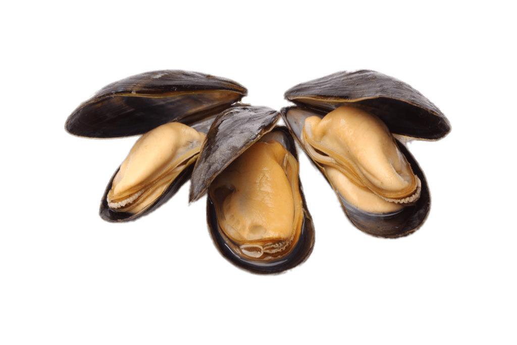 Open Cooked Mussels png transparent