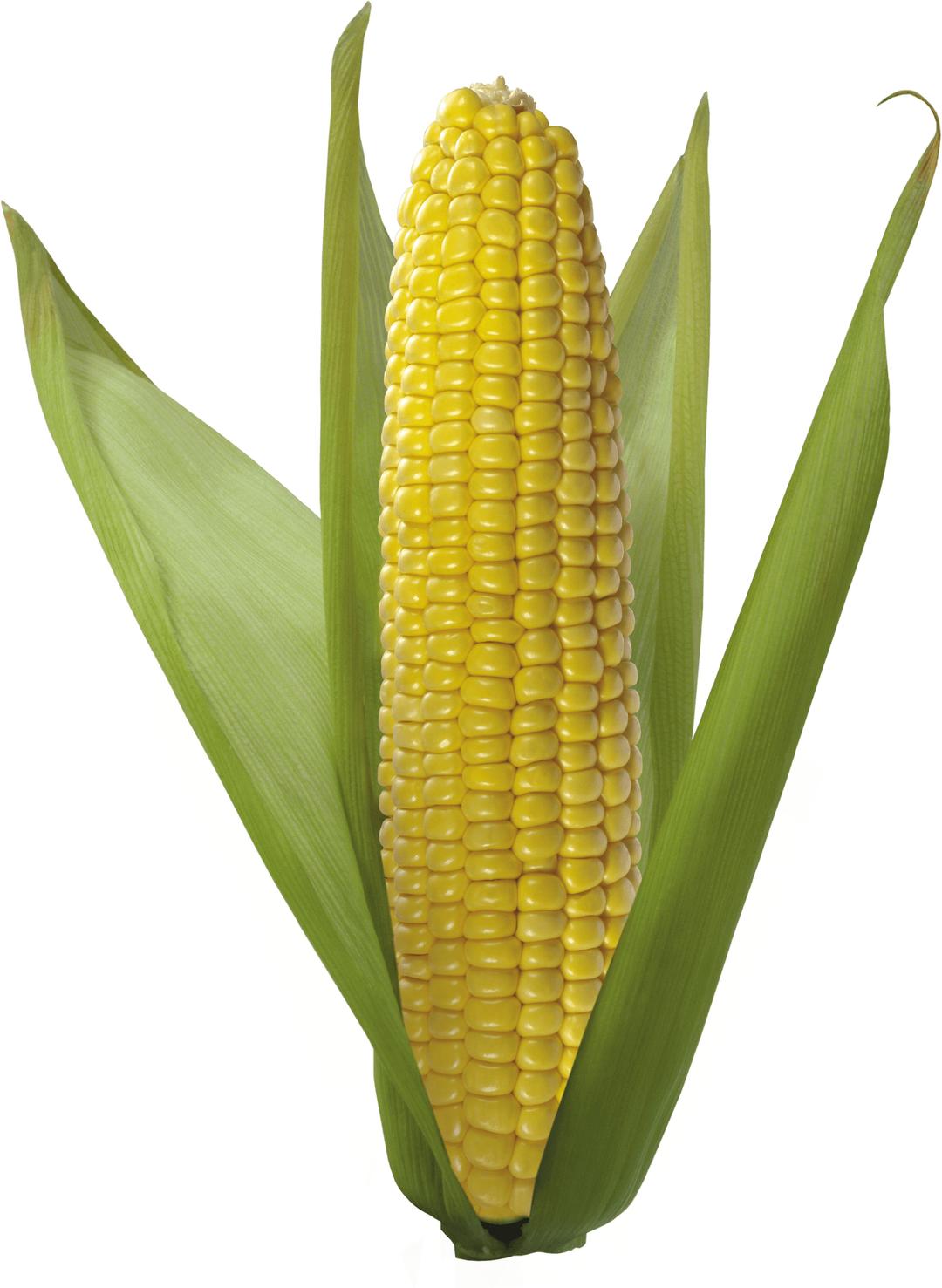 Open Corn png transparent