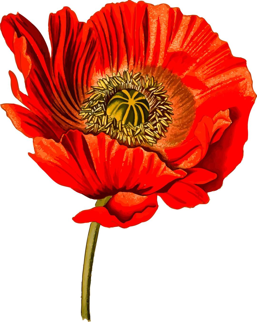 Opium poppy 2 (detailed) png transparent