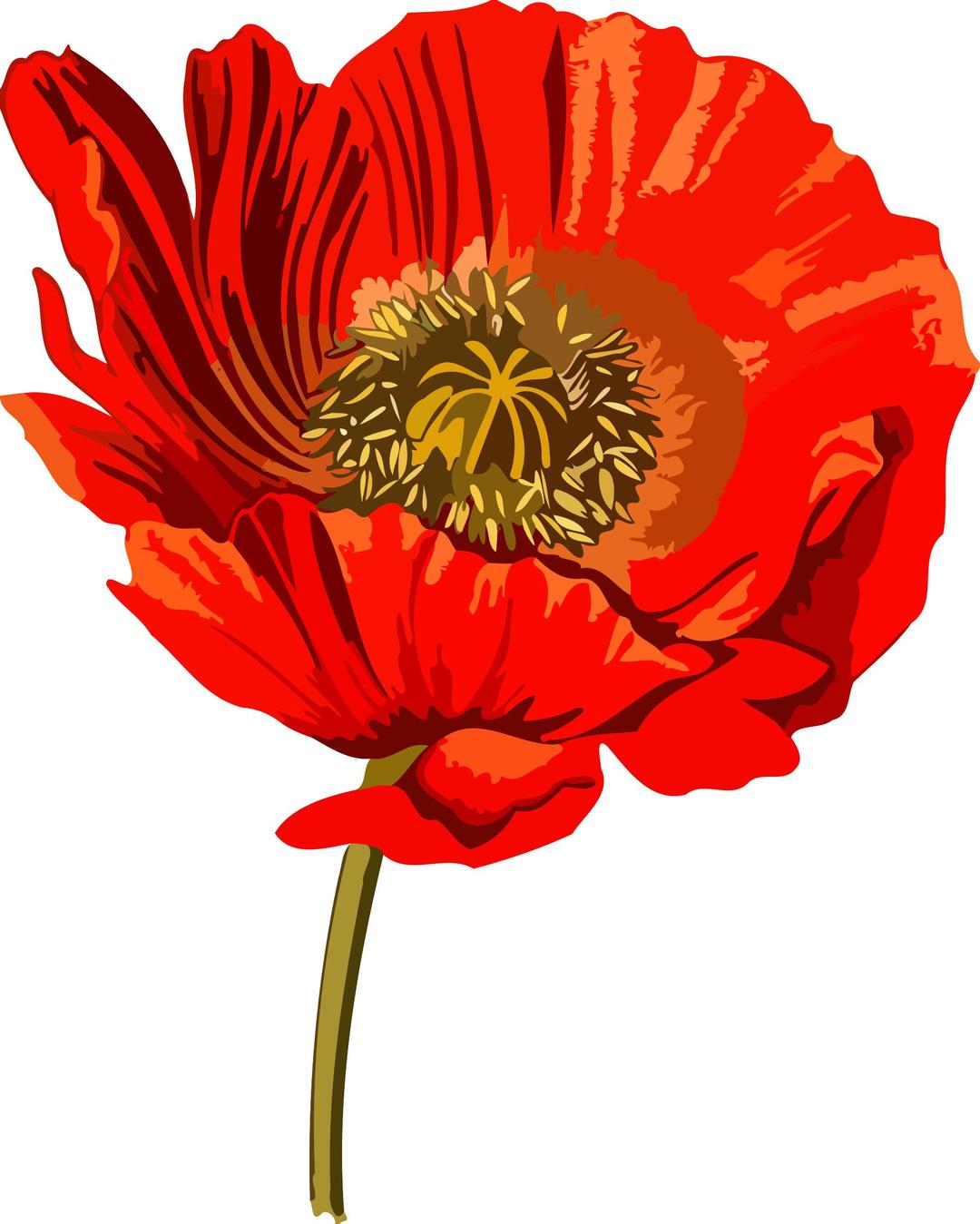 Opium poppy 2 (low resolution) png transparent