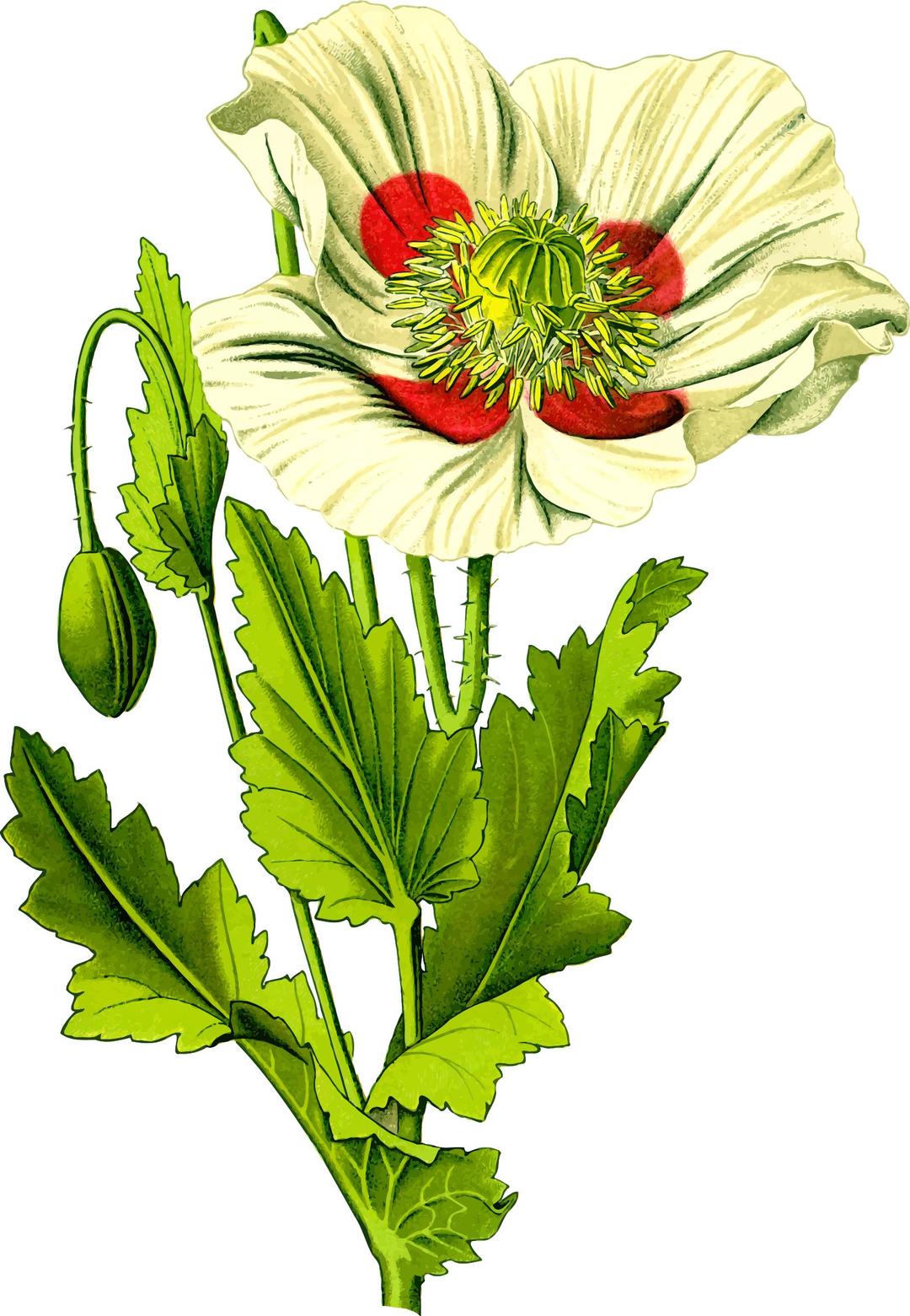 Opium poppy 3 (detailed) png transparent