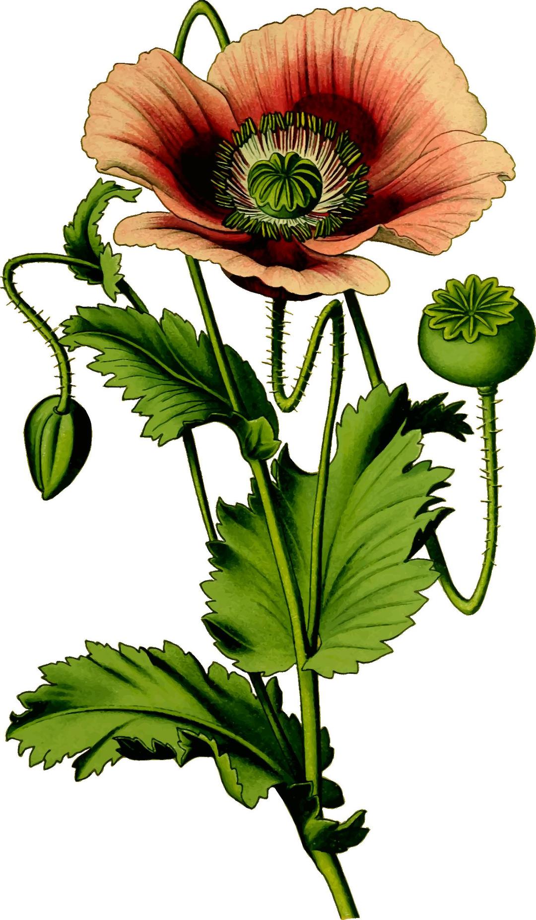 Opium poppy 4 png transparent