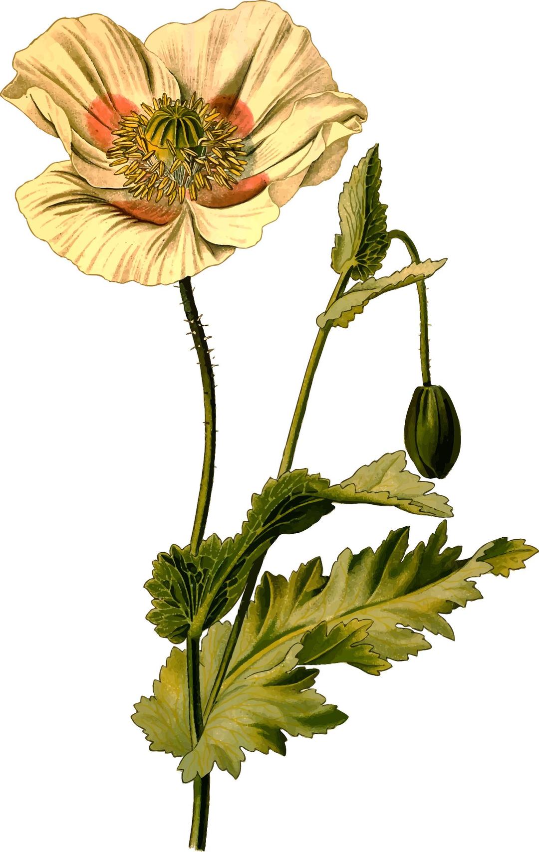 Opium poppy (detailed) png transparent