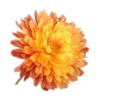 Orange Chrysanthemum png transparent