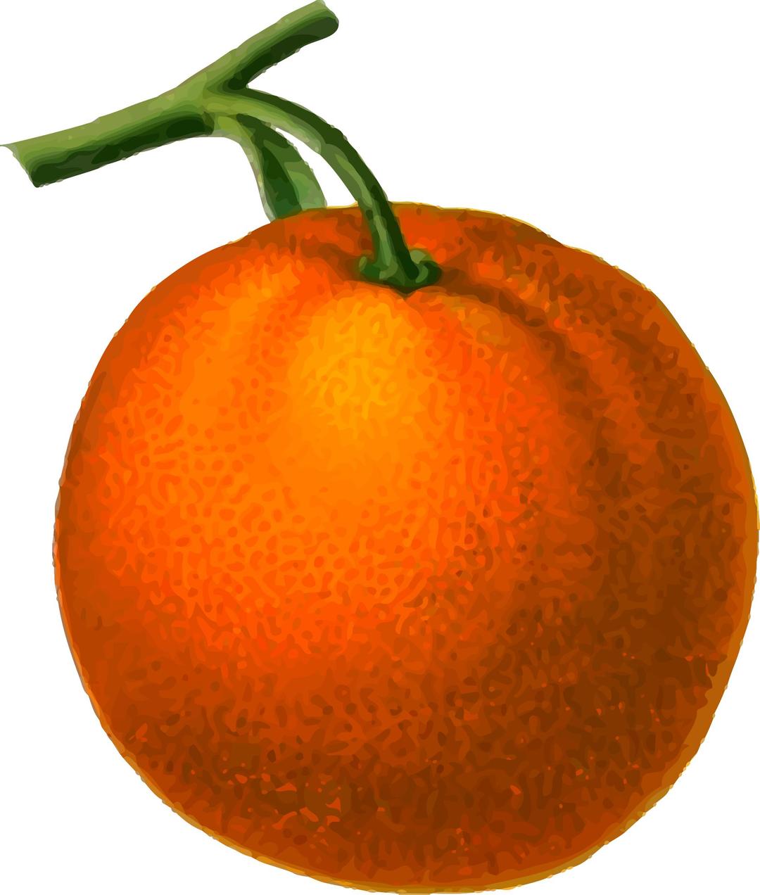 Orange (detailed) png transparent