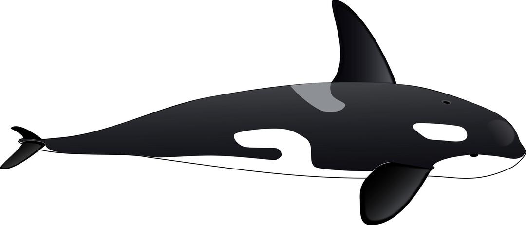 orca png transparent