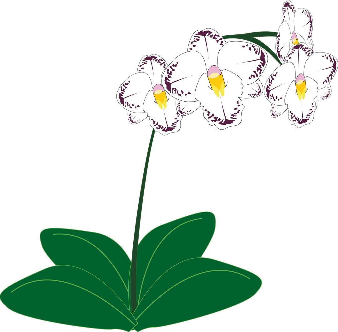 Orchid png transparent