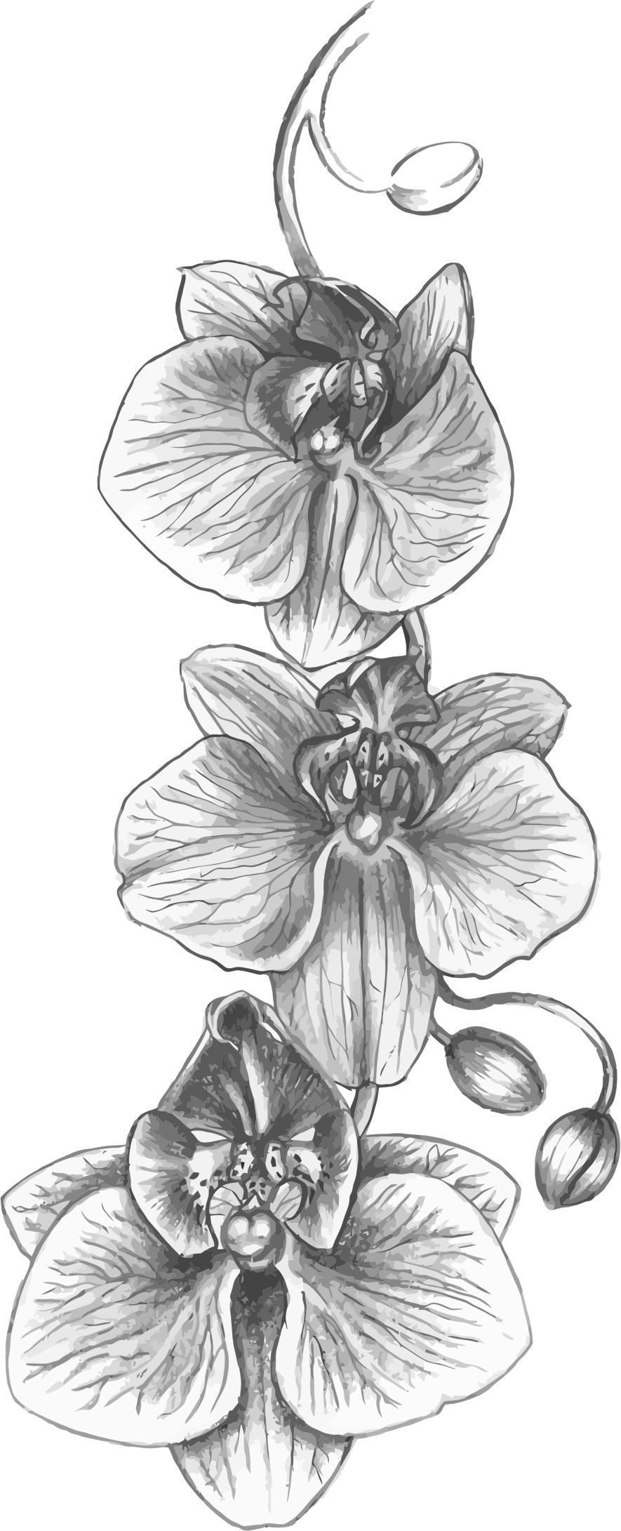 Orchid Sketch png transparent