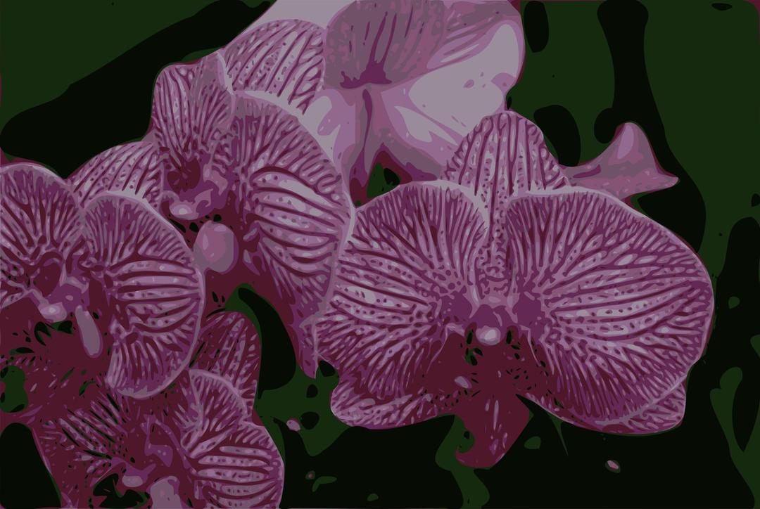 Orchids png transparent