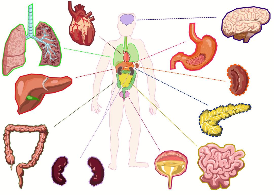 Organs of the human body png transparent