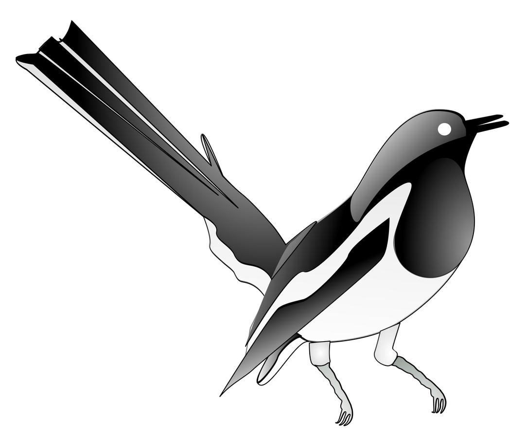 Oriental Magpie Robin png transparent