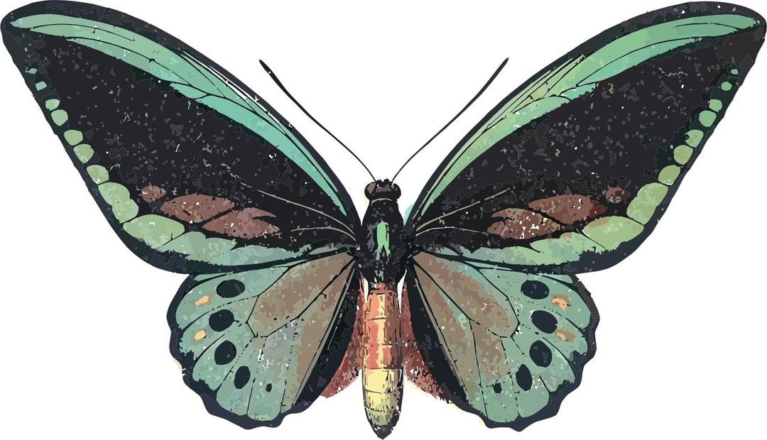 Ornithoptera priamus png transparent