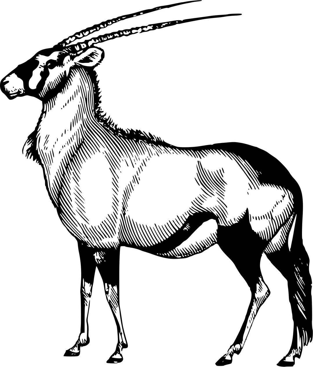 Oryx png transparent