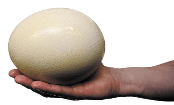 Ostrich Egg png transparent