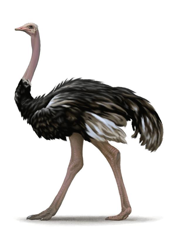 Ostrich Illustration png transparent
