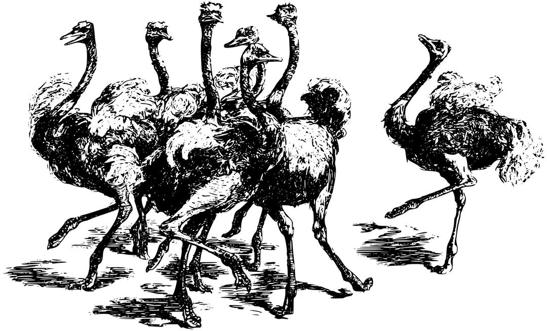 Ostriches png transparent