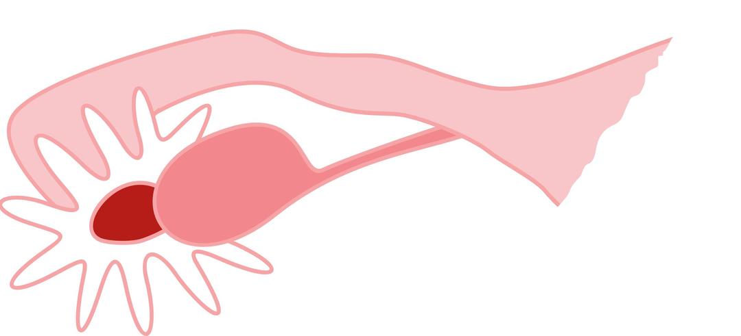 Ovary png transparent