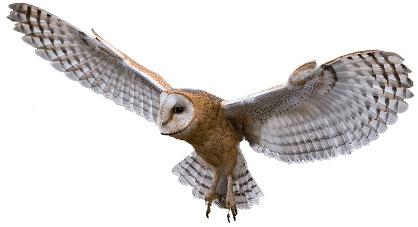Owl Flying png transparent