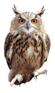 Owl Front png transparent
