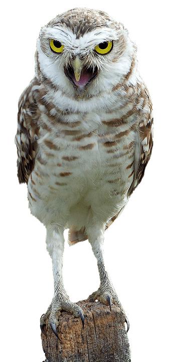 Owl on Wood png transparent