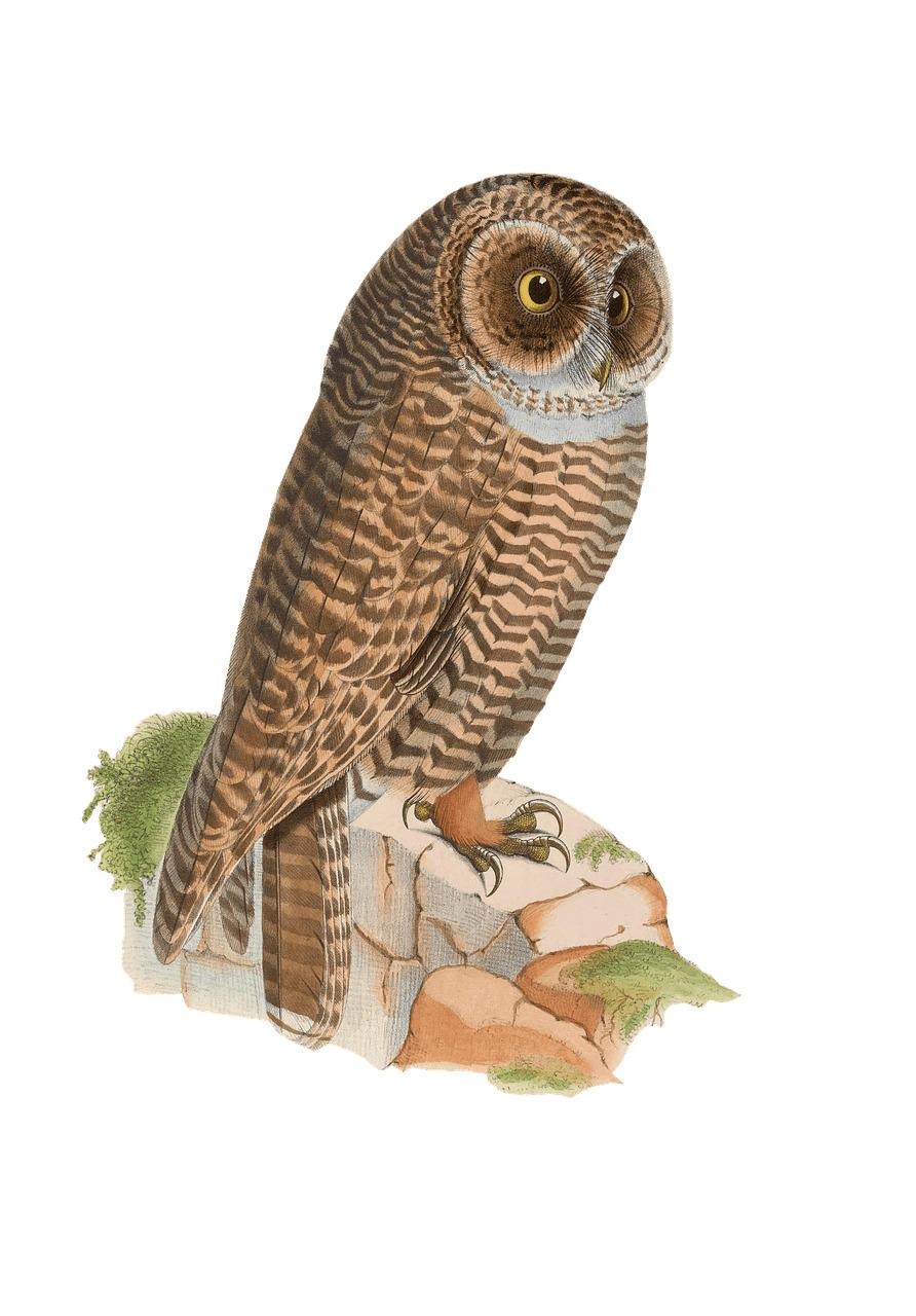 Owl Resting on Rock Drawing png transparent
