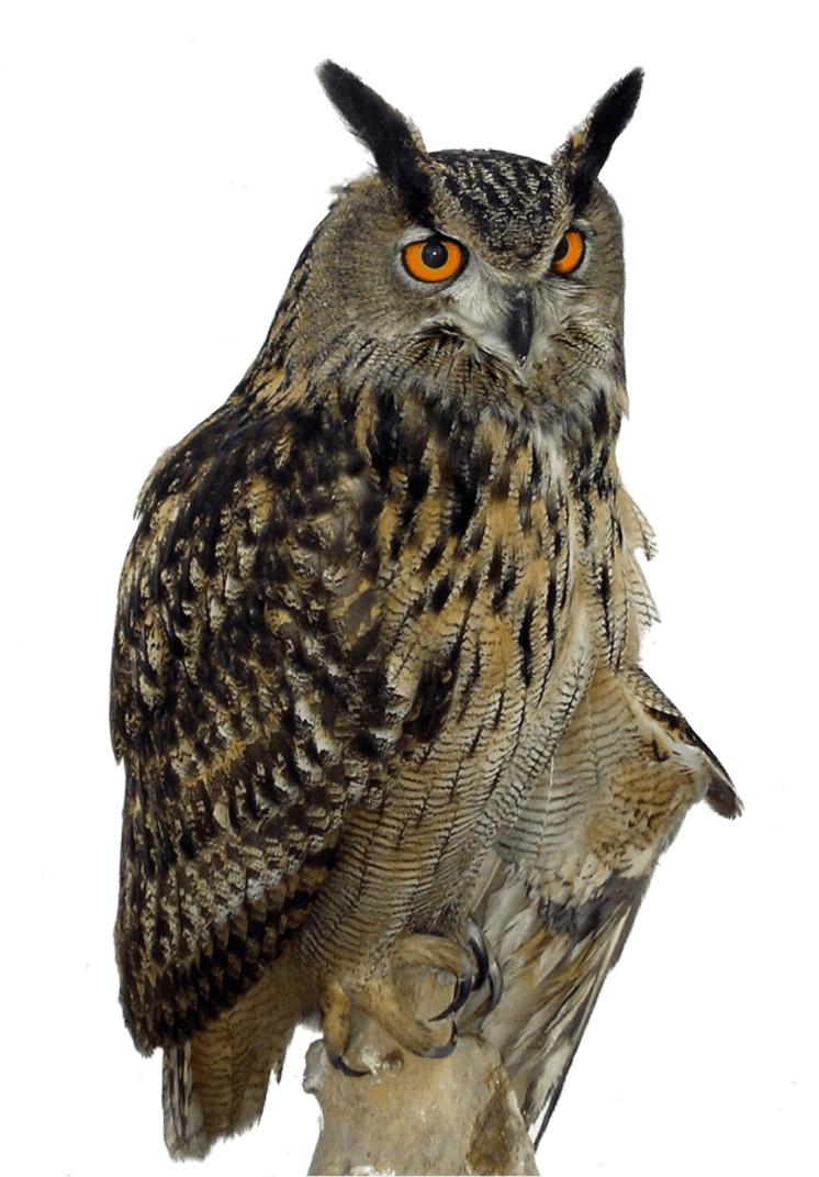 Owl Right png transparent