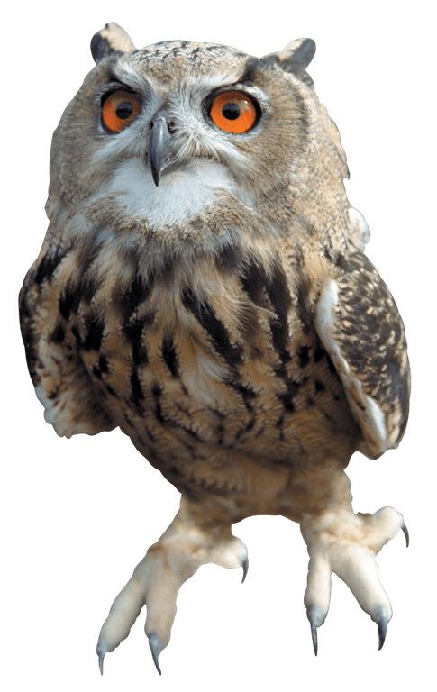 Owl png transparent