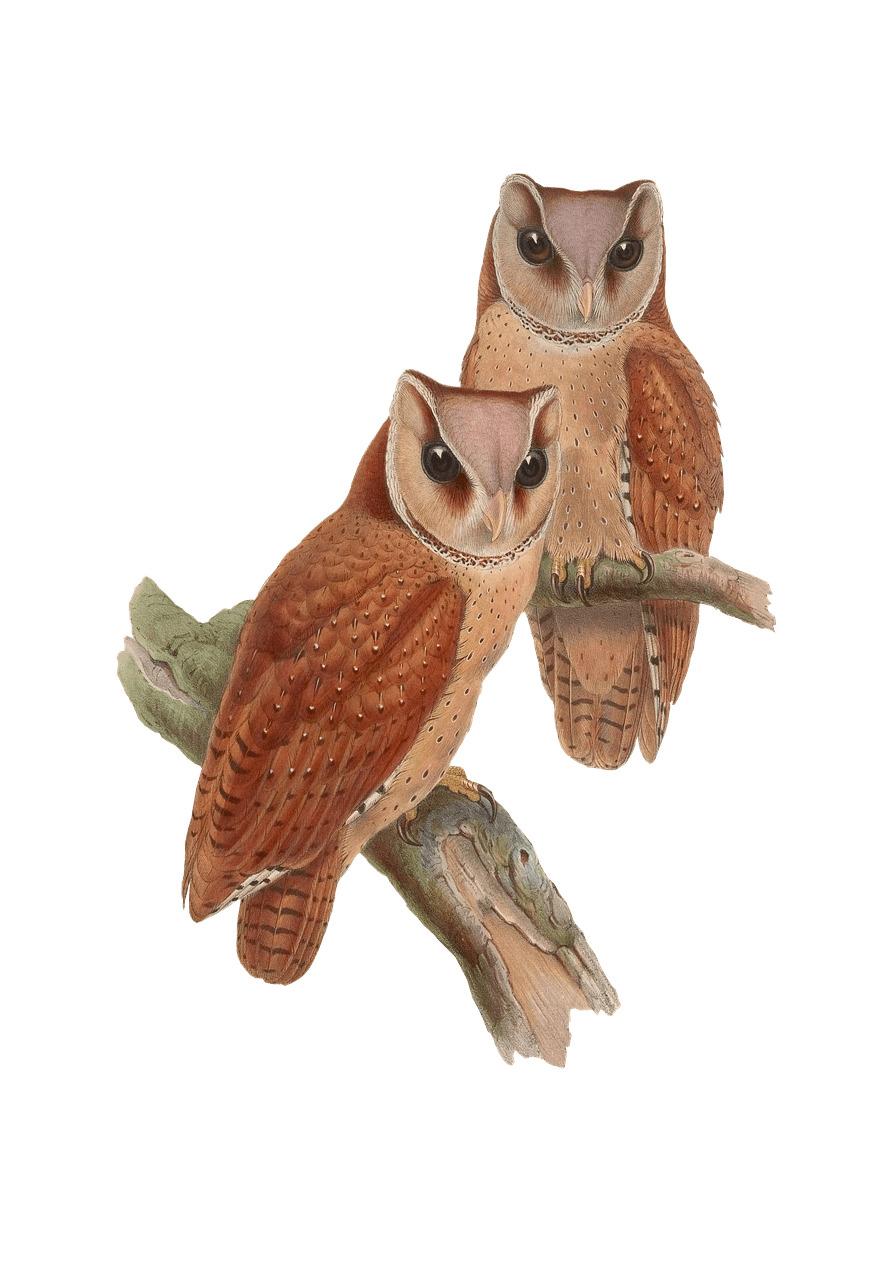 Owls Sitting on A Branch png transparent