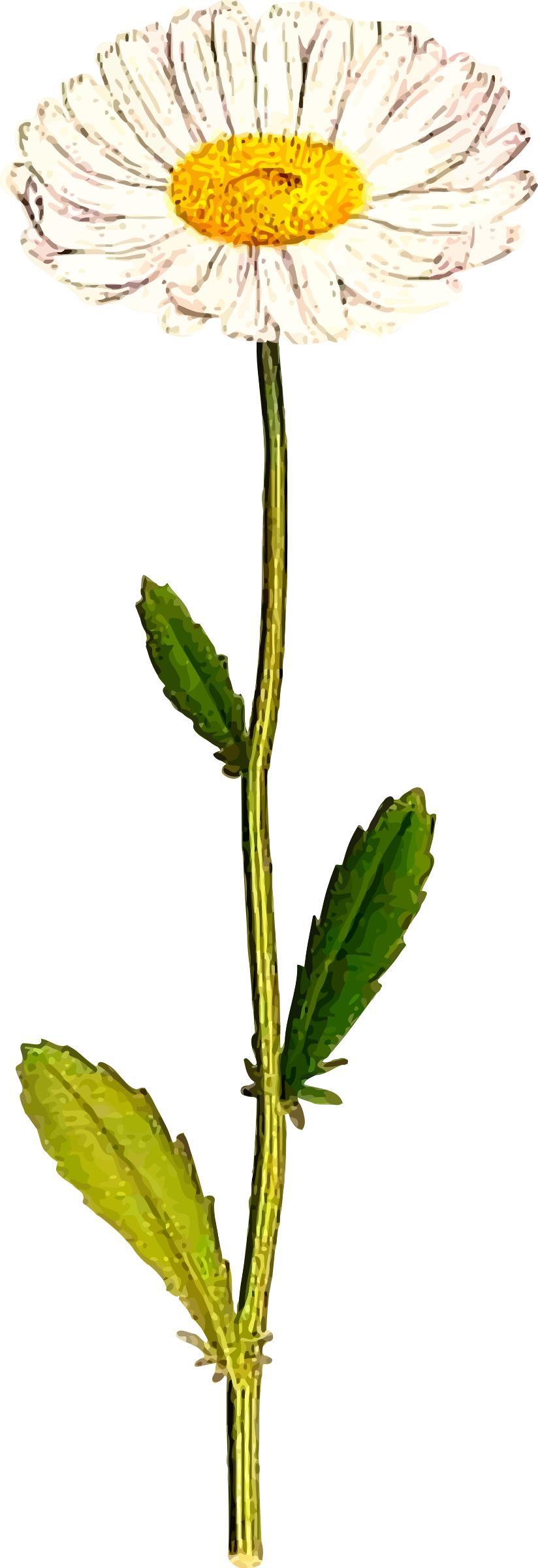 Oxeye daisy png transparent