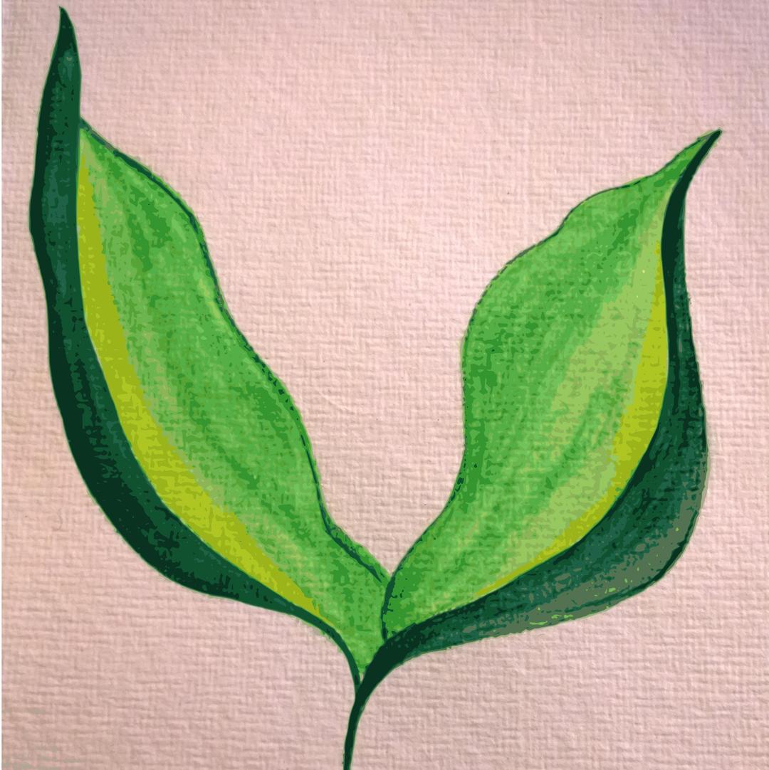 Painted Leaves on hand-made paper, traced. png transparent