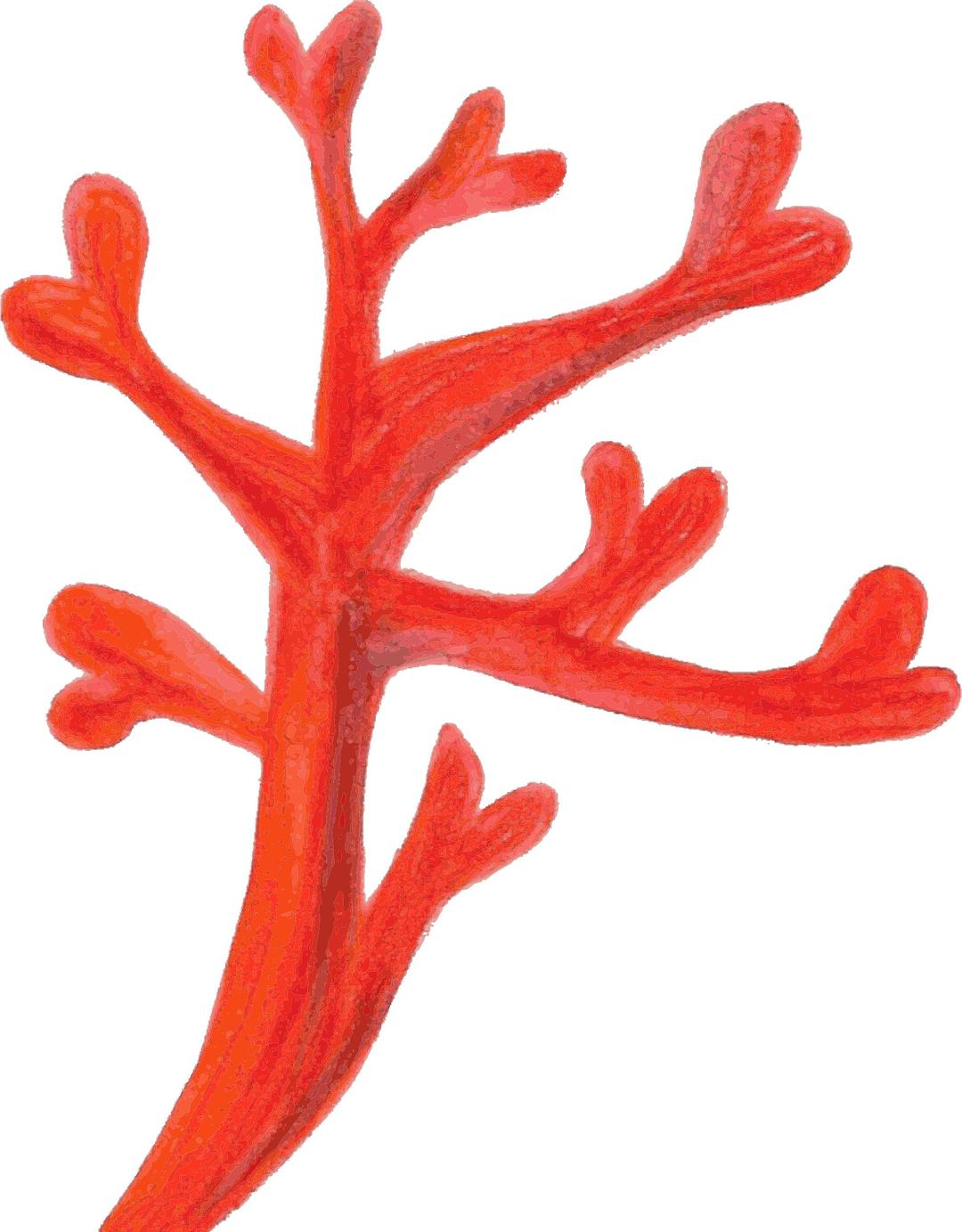 Painted Red Coral Traced png transparent