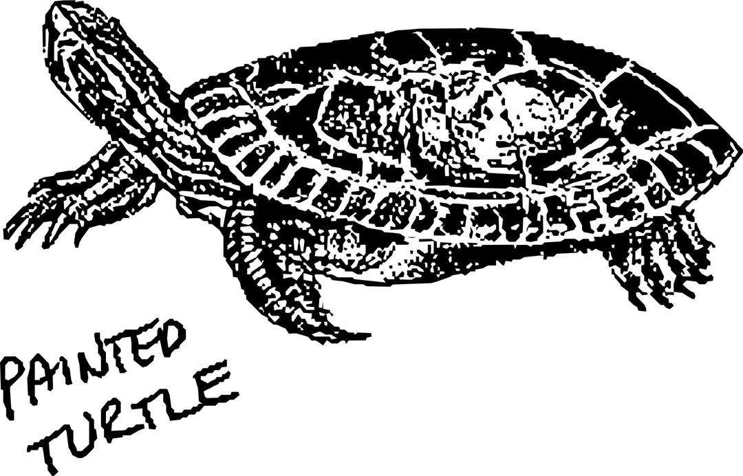 Painted Turtle png transparent