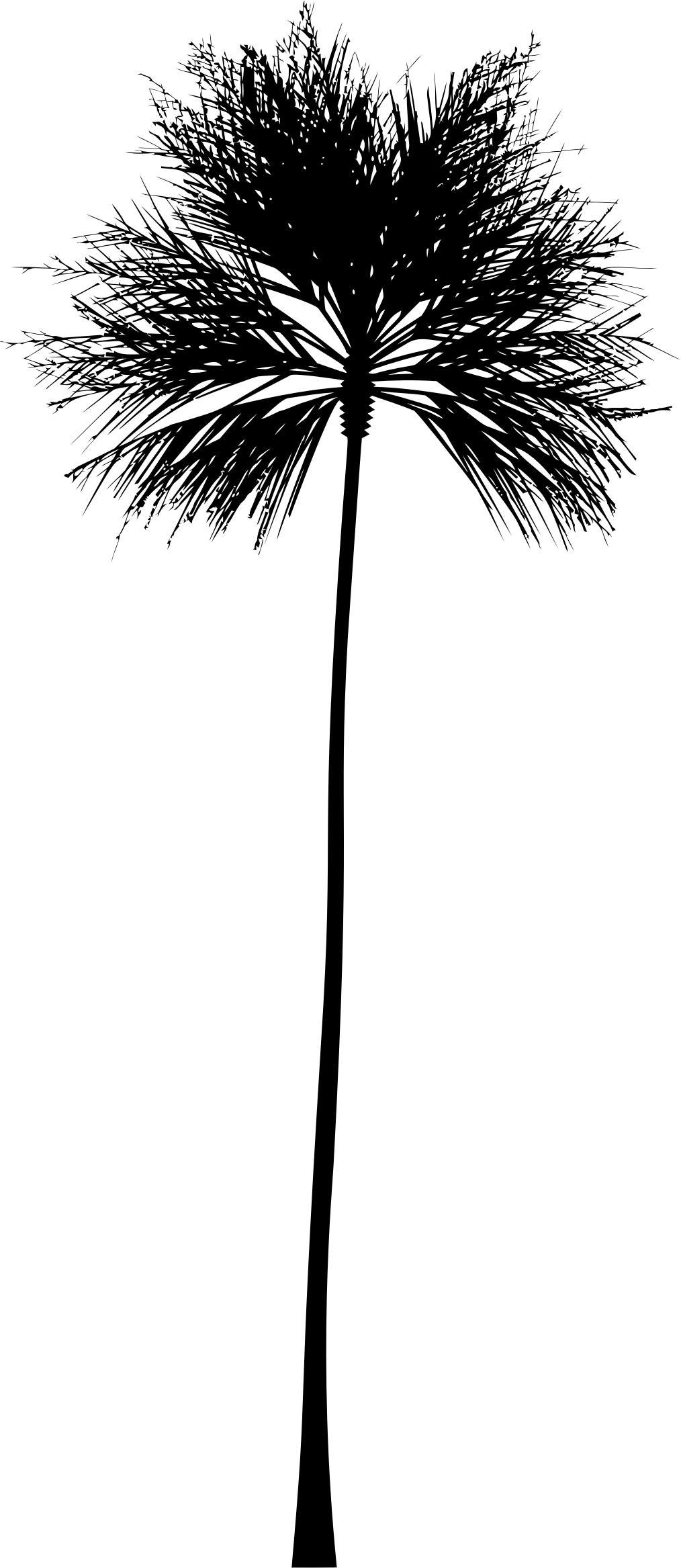 Palm Tree Silhouette png transparent