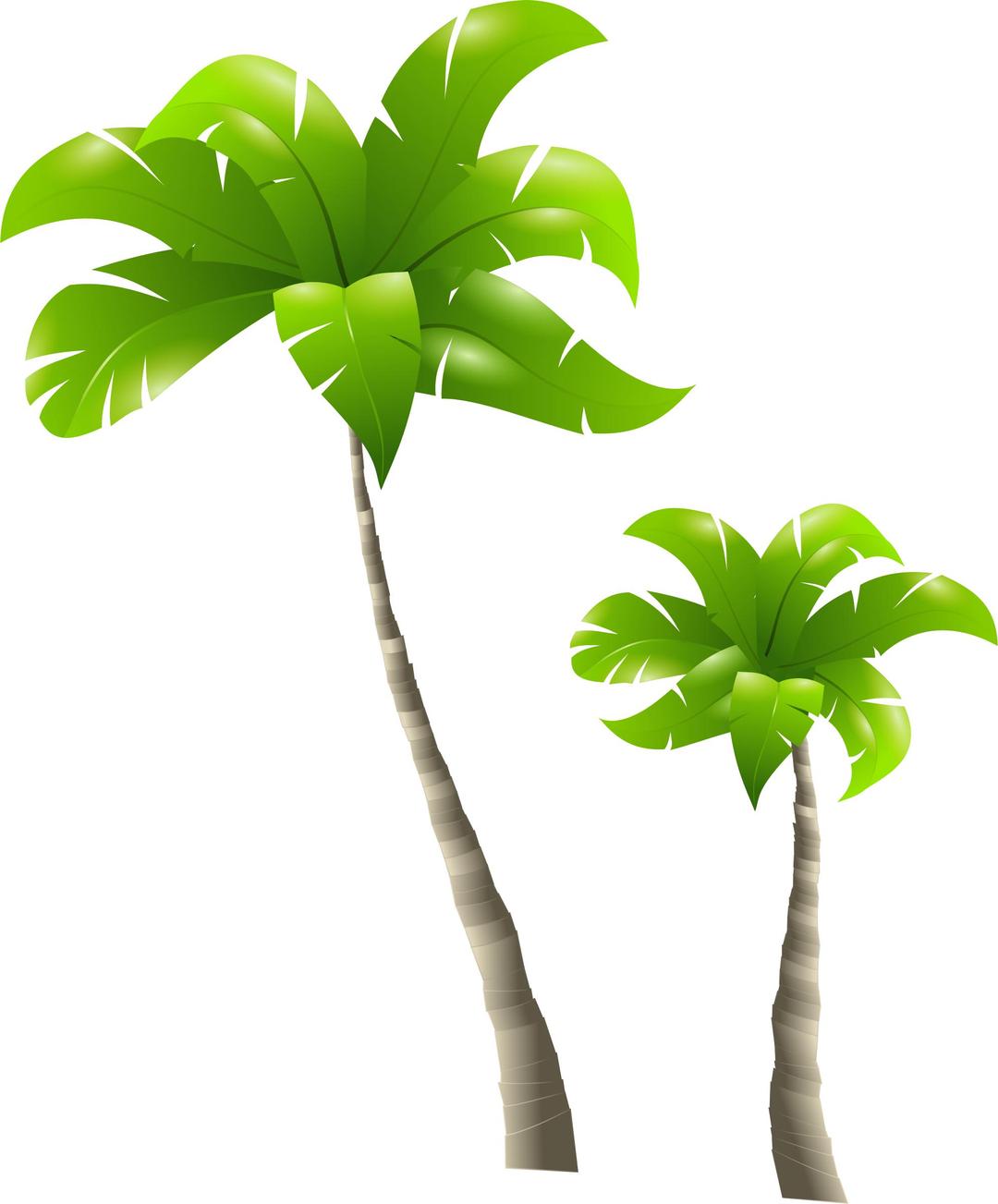 Palm Trees - Palmiers png transparent