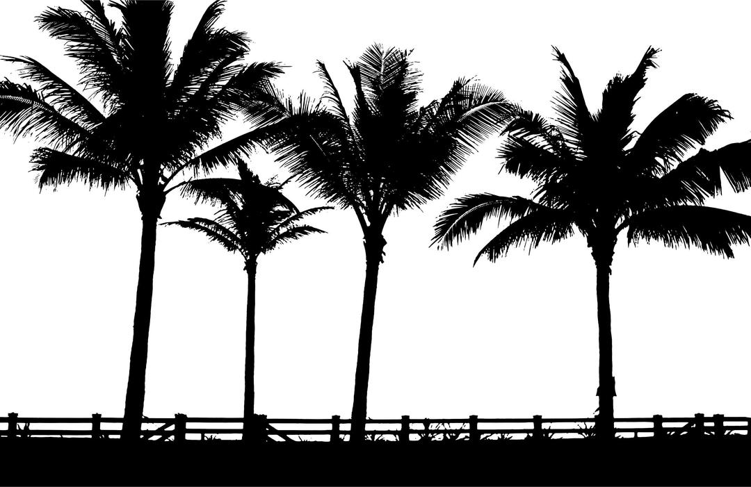 Palms Silhouette png transparent