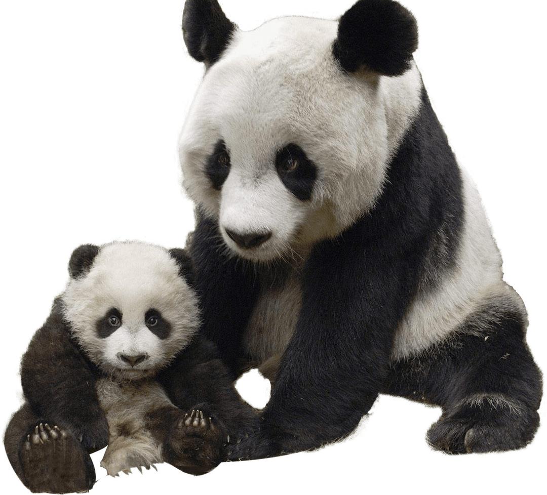 Panda and Baby png transparent