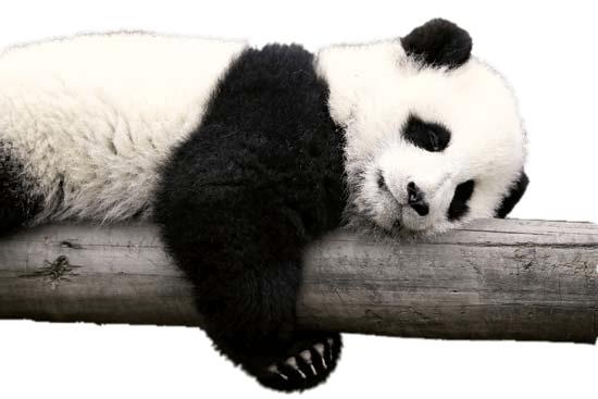 Panda Resting on Log png transparent